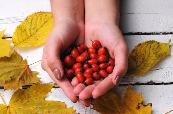 Freshly picked rose hips in the hands of a woman. Rose hip or rosehip, commonly known as the dog rose (Rosa canina).