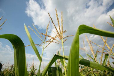 Akşam güneşinde mısır tarlası: mısır neredeyse hasat için hazır.