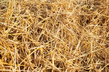 Günbatımında saman balyaları