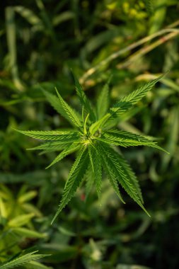 Akşam güneşinde sanayi keneviri tarlası (kenevir). Yasal olarak sahaya sürüldü.