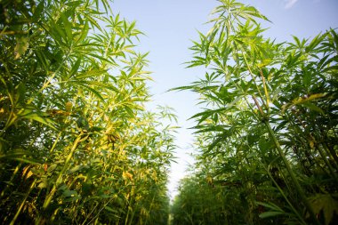 Akşam güneşinde sanayi keneviri tarlası (kenevir). Yasal olarak sahaya sürüldü.