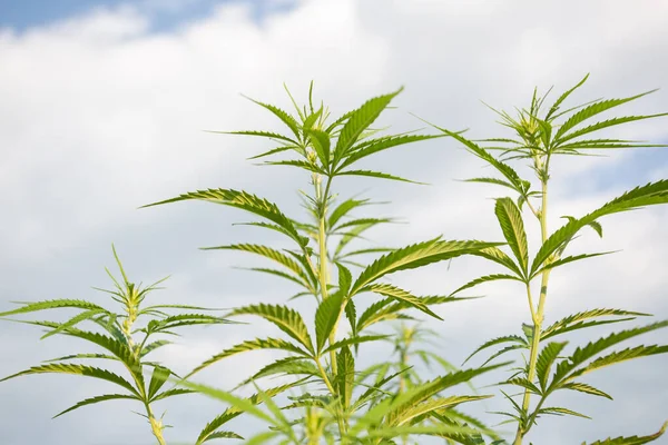 Campo Cânhamo Industrial Cannabis Sol Noite Legalmente Plantado Campo — Fotografia de Stock