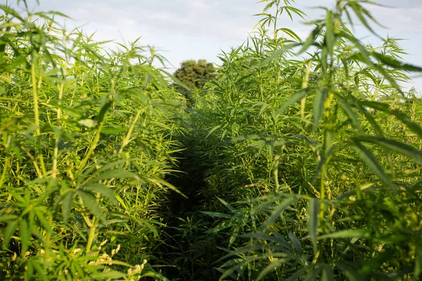 Campo Cânhamo Industrial Cannabis Sol Noite Legalmente Plantado Campo — Fotografia de Stock