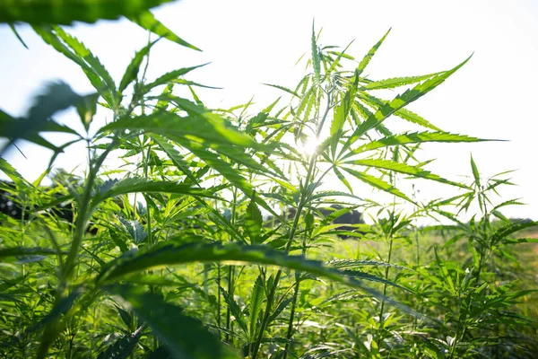 Campo Cânhamo Industrial Cannabis Sol Noite Legalmente Plantado Campo — Fotografia de Stock