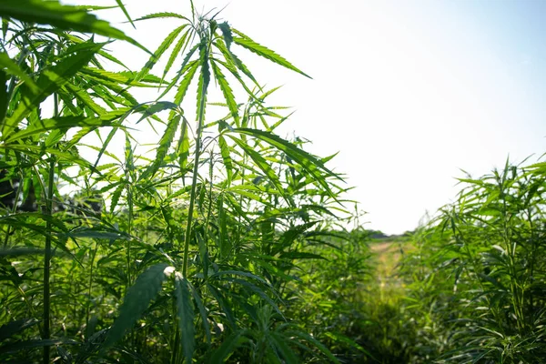 Campo Cânhamo Industrial Cannabis Sol Noite Legalmente Plantado Campo — Fotografia de Stock