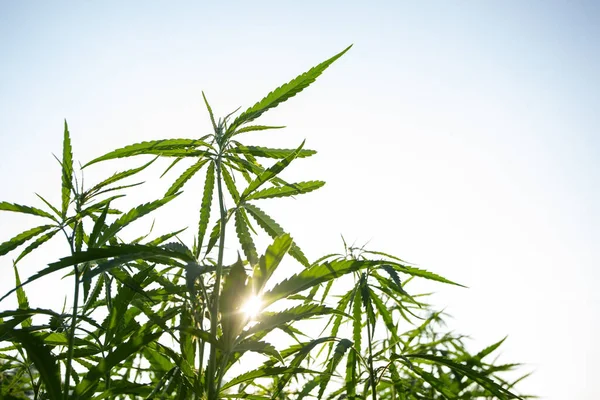 Campo Cânhamo Industrial Cannabis Sol Noite Legalmente Plantado Campo — Fotografia de Stock