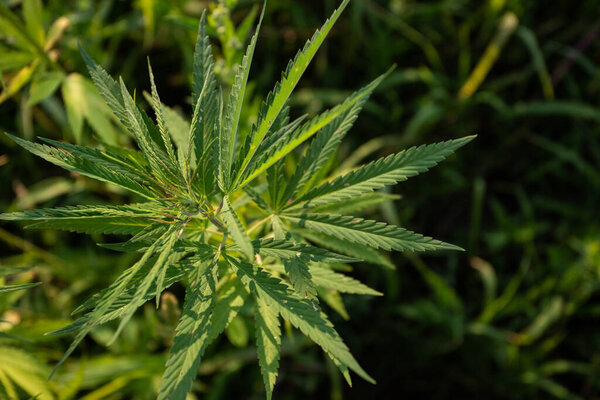 Field of industrial hemp (cannabis) in the evening sun. Legally planted on the field