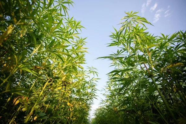 Campo Cânhamo Industrial Cannabis Sol Noite Legalmente Plantado Campo — Fotografia de Stock