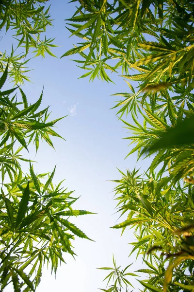 Campo Canapa Industriale Cannabis Sole Della Sera Legalmente Piantato Sul — Foto Stock