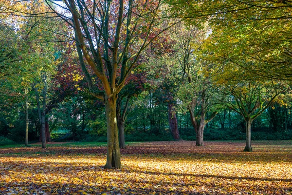 Arbres d'automne multicolores perdent leurs feuilles sur le sol en automne — Photo