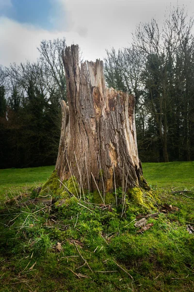 Canterbury, Kent 'teki Great Stour Nehri yakınlarındaki tarlada büyük meşe ağacı kütüğü var..