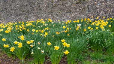 Şehir parkında eski taştan duvarların yanında bir sürü sarı nergis çiçek açmış..