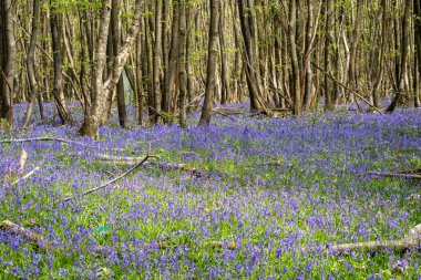 BlueBell çiçeklerinin açtığı taşralı orman manzarası