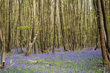 İngiltere, Kent 'te BlueBell Orman Sahnesi