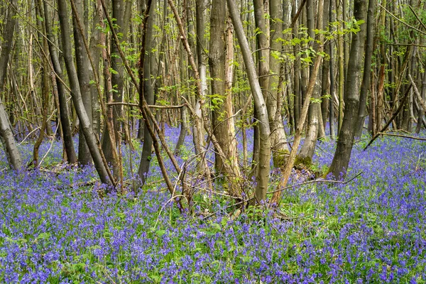 Umgestürzte Bäume in einem britischen Blauglockenwald — Stockfoto