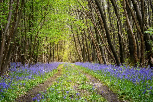 Bluebells line a trail through a dense woodland — Stock Photo, Image