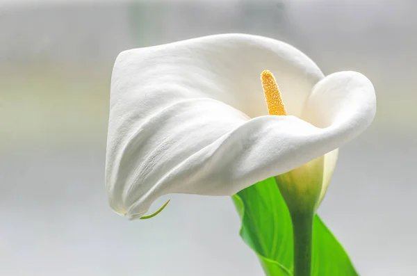 Bílá Calla Lilie Květiny Detailní — Stock fotografie