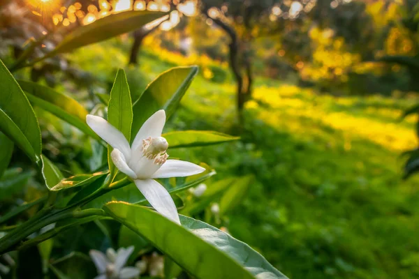 white orange tree blossom