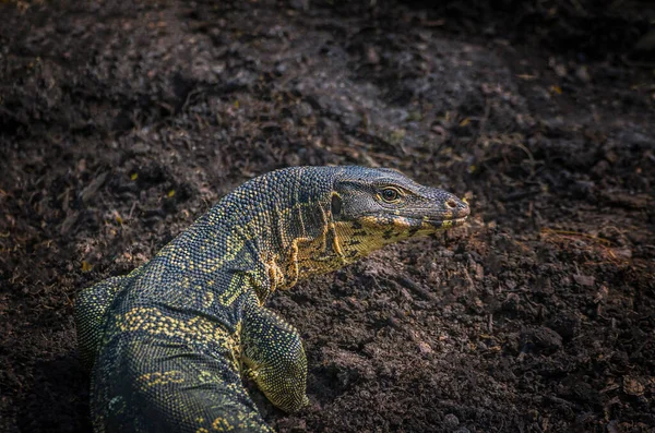 Velký Monitor Ještěrka Tailandu — Stock fotografie