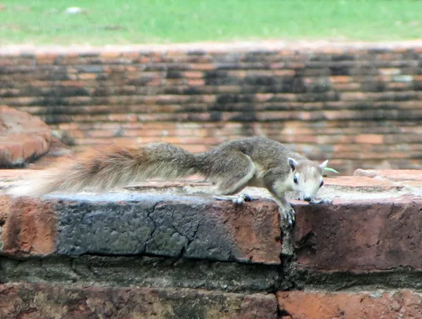 sincap duvara hareket