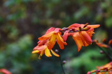 Turuncu renkli güzel bahçe çiçekleri..