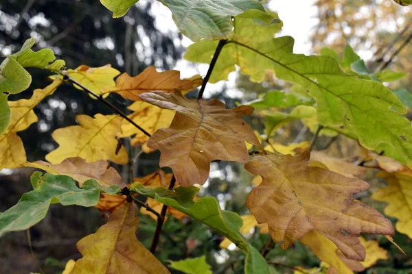 Beautiful autumn plants. Small oak tree with yellow, brown and green leaves close-up.