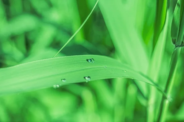 Yeşil bitki yaprağına yakın plan