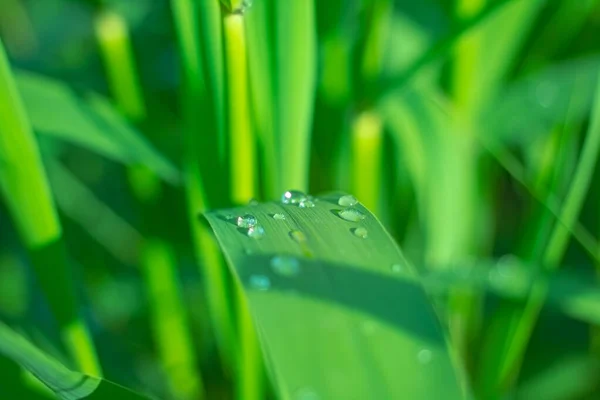 Yeşil bitki yaprağına yakın plan