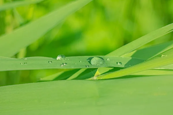 Yeşil bitki yaprağına yakın plan