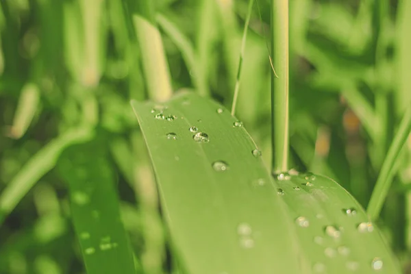 Yeşil bitki yaprağına yakın plan