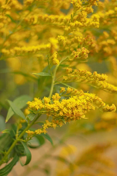 Yabani sarı küçük çiçekler 