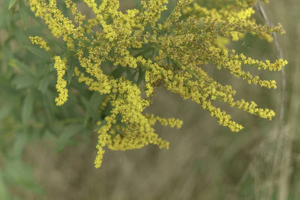 Yabani sarı küçük çiçekler 