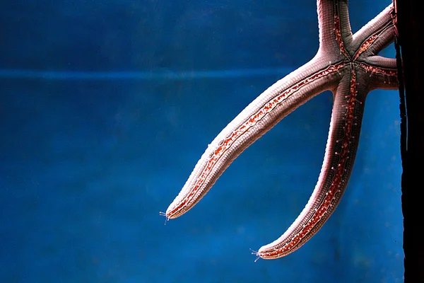 Grande étoile de mer sur verre d'aquarium — Photo