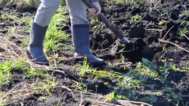 Farmer digging shovel earth — Stock Video