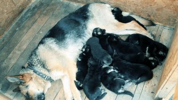 Duitse herder en haar puppies — Stockvideo