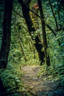 Bahar ile ormanda kir iz bırakır