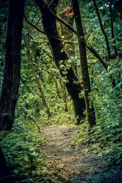 Camino de tierra en el bosque con hojas de primavera — Foto de Stock
