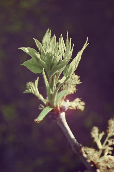 Цвіте листова пружина — стокове фото
