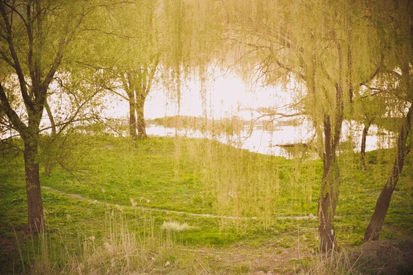 Prado con hierba y árboles cerca del agua — Foto de Stock