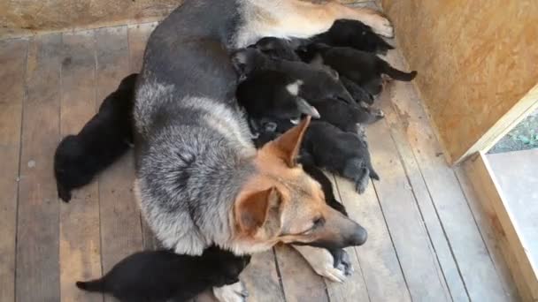 Mãe cão alimentando seus filhotes — Vídeo de Stock