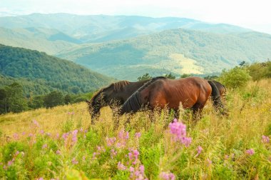 Atlar dağlarda otluyor.