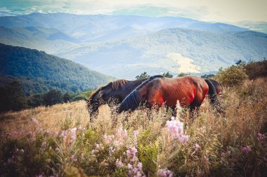 Atlar dağlarda otluyor.