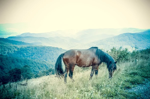 Paarden grazen in de bergen — Stockfoto