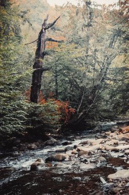 dağ dere ve sahilde kuru bir ağaç