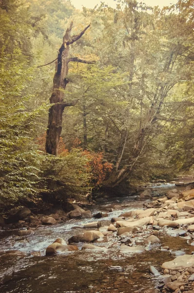 dağ dere ve sahilde kuru bir ağaç