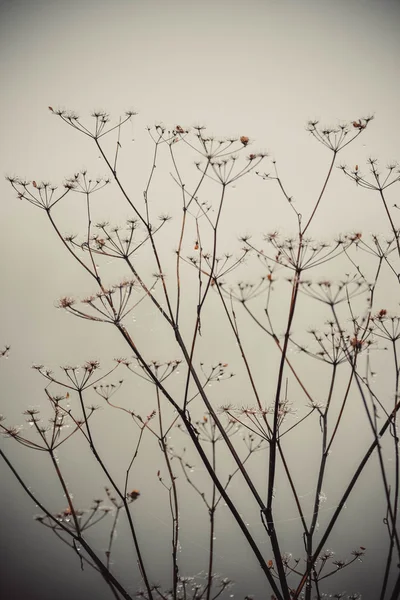 Silhouet van droog gras op een grijze achtergrond — Stockfoto