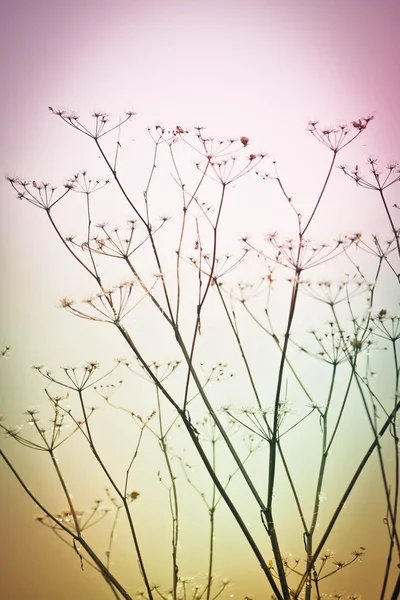 컬러 배경 마른 잔디의 실루엣 — 스톡 사진