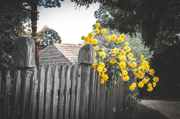 오래 된 나무 울타리와 노란 꽃 — 스톡 사진