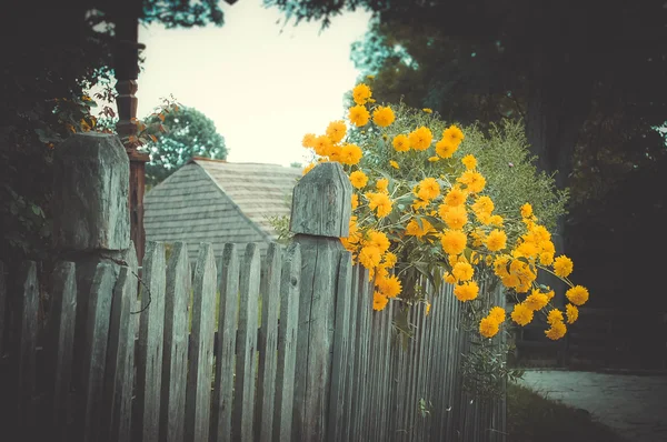 오래 된 나무 울타리와 노란 꽃 — 스톡 사진
