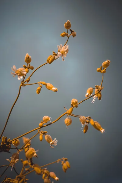 꽃 봉 오리와 식물의 줄기 — 스톡 사진